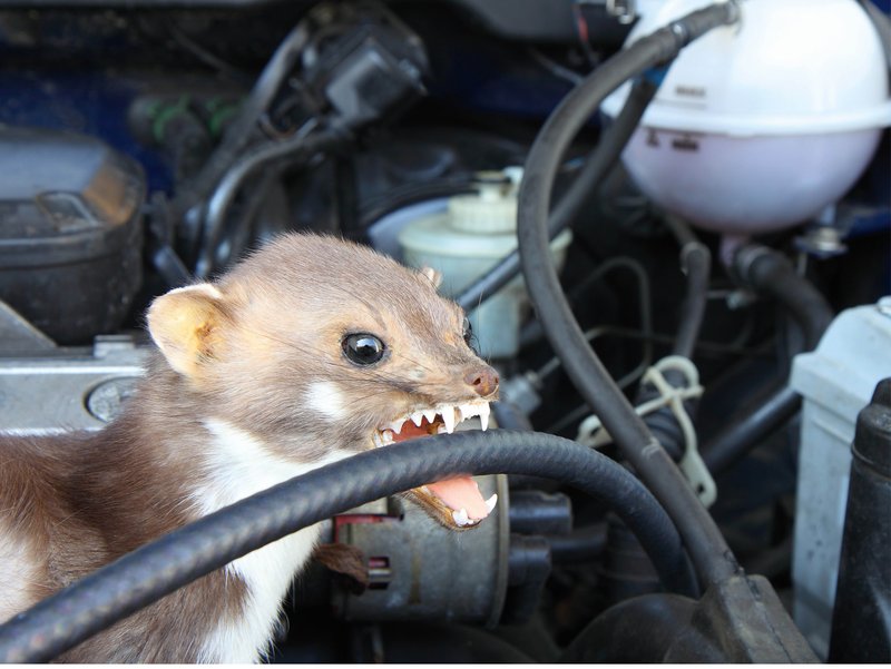 Bild marder-biss-motorraum.jpg